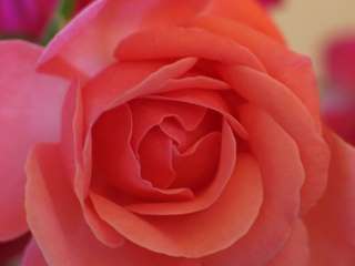 Horoscope amour Horoscope amour